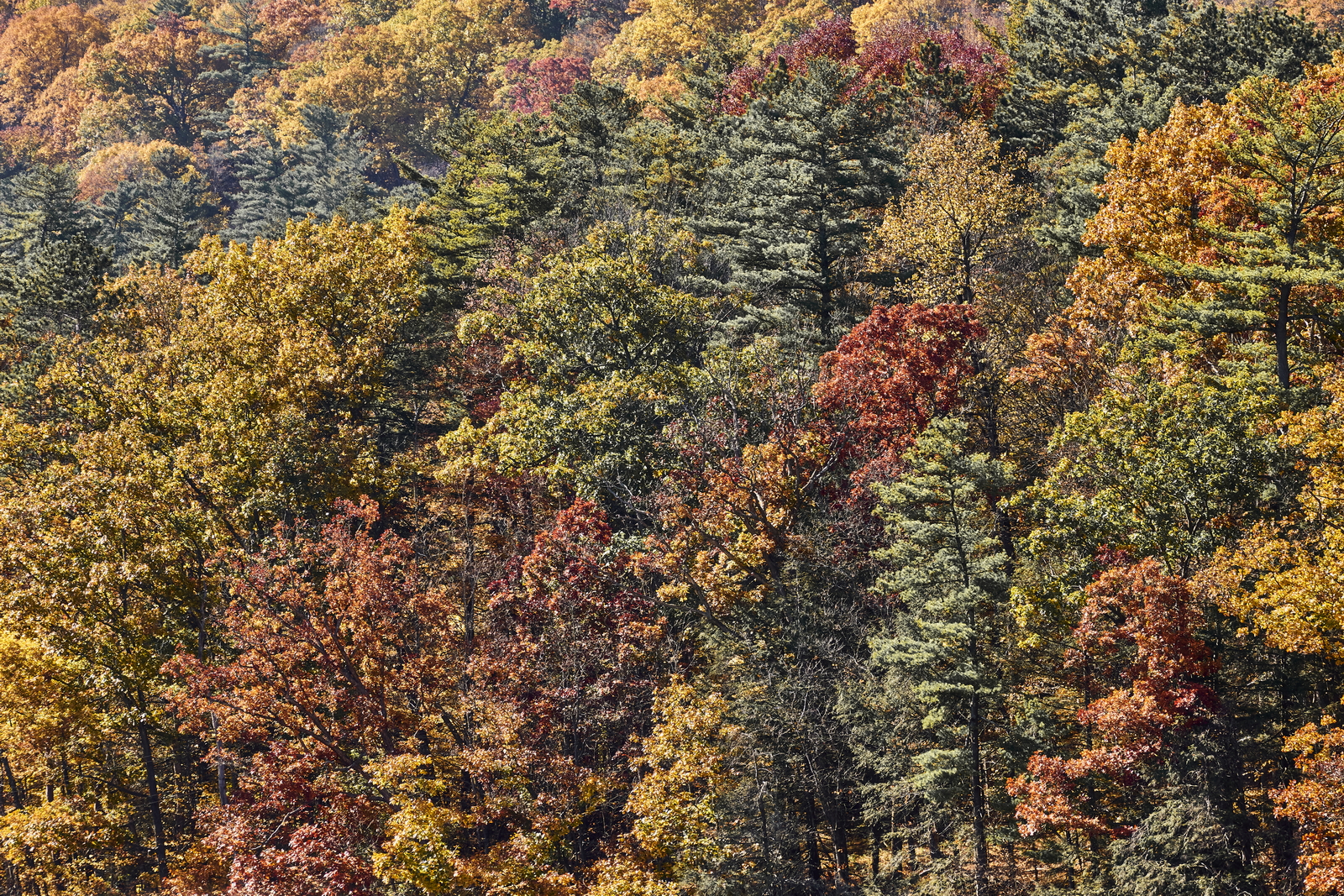 Indian Summer, Letchworth State Park, NY, USA